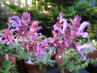 Salvia canariensis - TrAEJiGVX