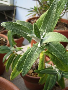Salvia canariensis - TrAEJiGVX