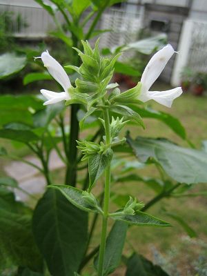 Salvia canariensis - white - TrAEJiGVX ()