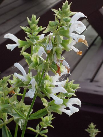 Salvia canariensis - white - TrAEJiGVX ()