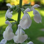 Salvia cardiophylla - TrAEJfBItB