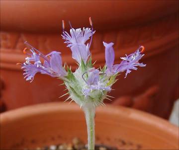 Salvia carduacea - TrAEJhDAZA