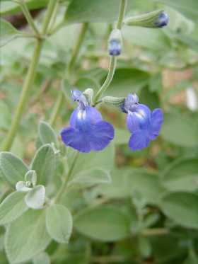 Salvia chamaedryoides - W[}_[Z[W