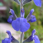 Salvia chamaedryoides ‘Marine Blue’ - TrAE}u[