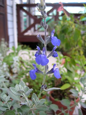 Salvia chamaedryoides ‘Marine Blue’ - TrAE}u[