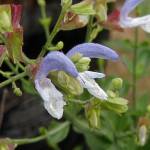 Salvia chamelaeagnea - TrAEJAOlA