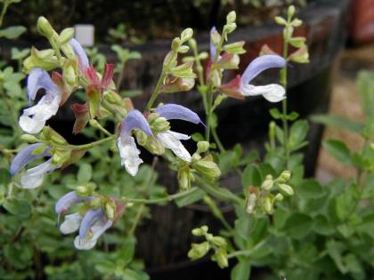 Salvia chamelaeagnea - TrAEJAOlA