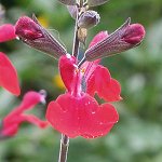 Salvia microphylla - TrAE~NtB