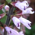 Salvia chienii - TrAE`Gj[
