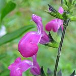 Salvia chamaedryoides x microphylla - TrAEJ}GhICfXE~NtB