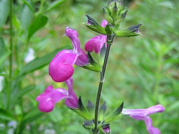 Salvia chamaedryoides x microphylla - TrAEJ}GhICfXE~NtB