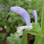 Salvia chrysophylla - TrAEN\tB