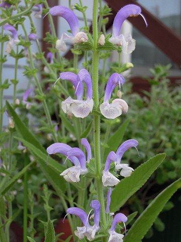 Salvia chrysophylla - TrAEN\tB