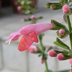 Salvia coccinea ‘Brenthurst’ - TrAERNVlAEuT[Xg