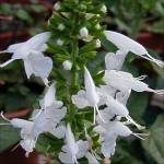 Salvia coccinea ‘Snow Nymph’ - TrAERNVlAEXm[jt