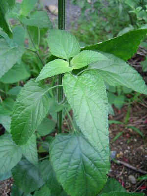 Salvia coccinea - tall form - TrAERNVlA ()