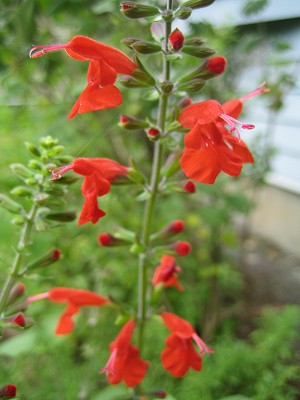 Salvia coccinea - tall form - TrAERNVlA ()