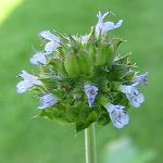 Salvia columbariae - TrAERoAG