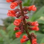 Salvia confertiflora - TrAERtFeBt