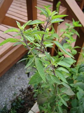 Salvia curviflora - TrAENrt