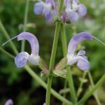 Salvia cyanescens - TrAEVAlbZX