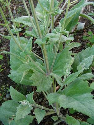 Salvia cyanescens - TrAEVAlbZX