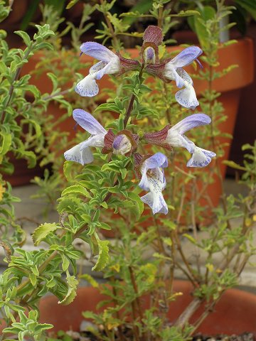 Salvia dentata - TrAEf^[^