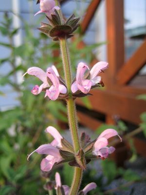 Salvia disermas - pink - TrAEfBZ}X (sN)