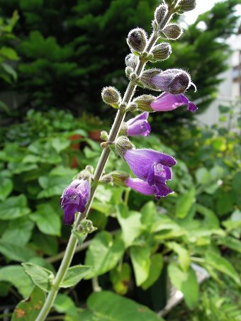 Salvia dolichantha - TrAEhJ^