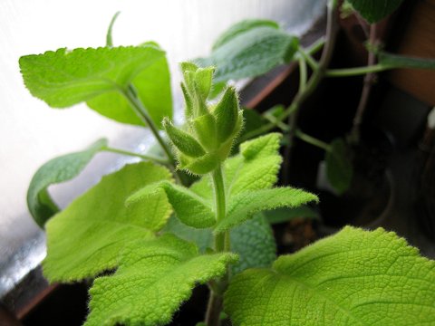 Salvia dorisiana - TrAEhVAi(t[cZ[W)