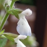 Salvia durifolia - TrAEhDtHA