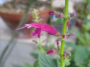 Salvia elegans - purple - TrAEGKX ()