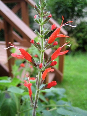 Salvia exserta - TrAEGNZ^