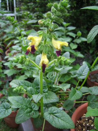 Salvia var. megalantha - TrAEtoEK^
