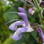 Salvia forsskaolii - TrAEtHXJI(tHXJIC)