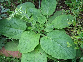 Salvia forsskaolii - white - TrAEtHXJI()