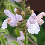 Salvia fruticosa - O[NZ[W