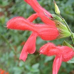 Salvia fulgens - TrAEtQX(J[WiZ[W)
