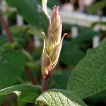Salvia gesneriiflora - TrAEQXlt