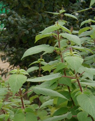 Salvia gesneriiflora - TrAEQXlt
