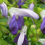 Salvia glabrescens - bicolor - ALM(F炫)