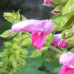 Salvia glabrescens - pink - ALM (sN)