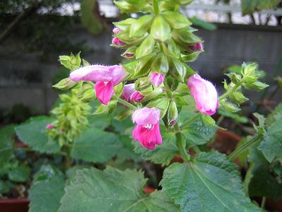 Salvia glabrescens - pink