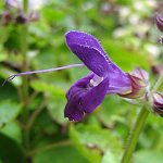 Salvia glabrescens - ALM