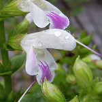 Salvia glabrescens - ALME^`E