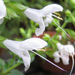 Salvia glabrescens - white - ALM ()