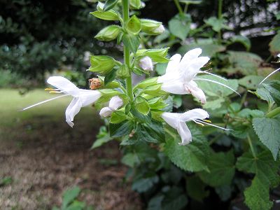 Salvia glabrescens - white - ALM ()
