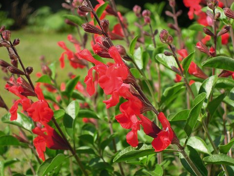 Salvia greggii ‘Signal Red’ - TrAEObM[EVOibh(`F[Z[W)