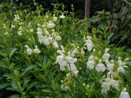 Salvia greggii - white - TrAEObM[ ()