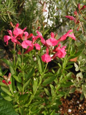 Salvia greggii - pink - TrAEObM[ (sN)